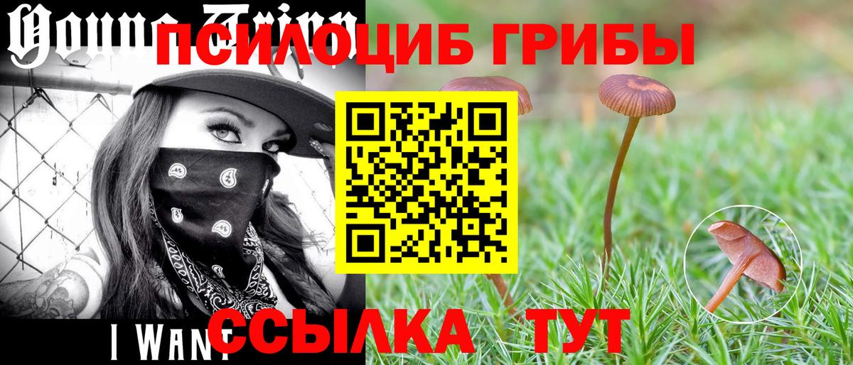 Псилоцибиновые грибы Cubensis  Кингисепп 