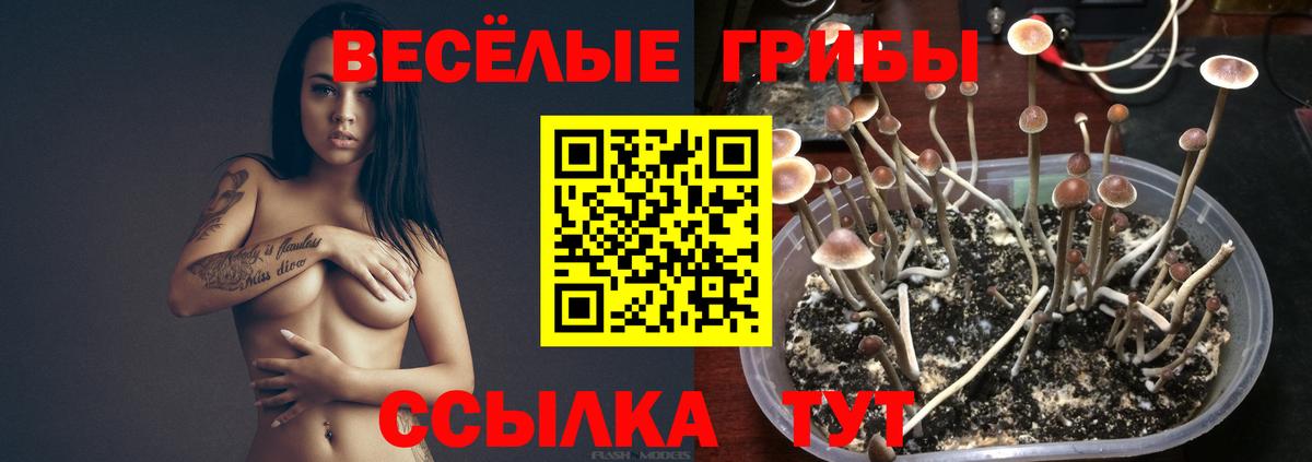 Псилоцибиновые грибы Psilocybine cubensis  Вход с VPN  Кингисепп  Галлюциногенные грибы Cubensis 